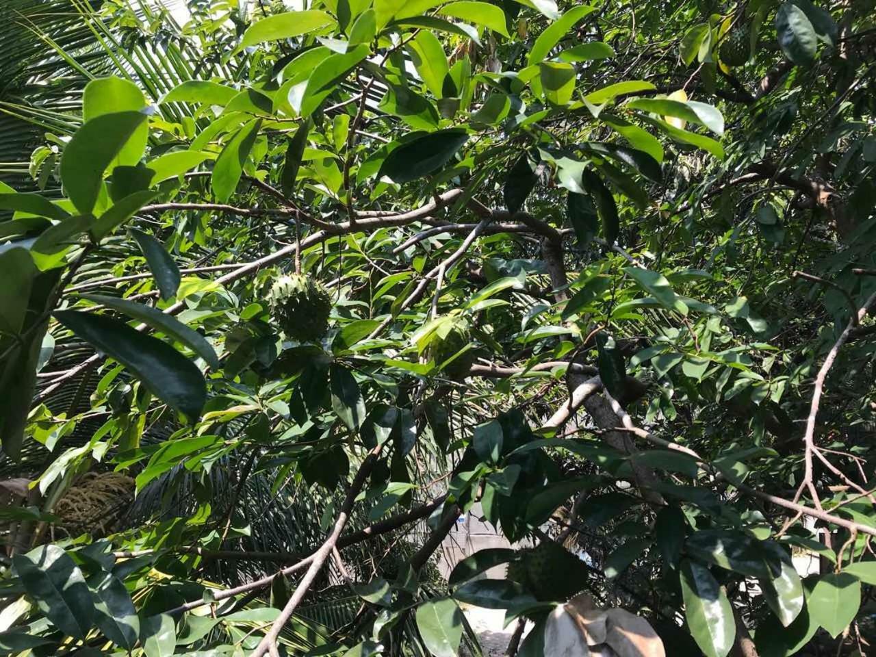 Suwani Pinnawala Homestay Екстериор снимка